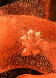 Soft Coral Surrounded by Eggs of Spanish Dancer. Nikonos ... by Rafel Al Ma'ary 
